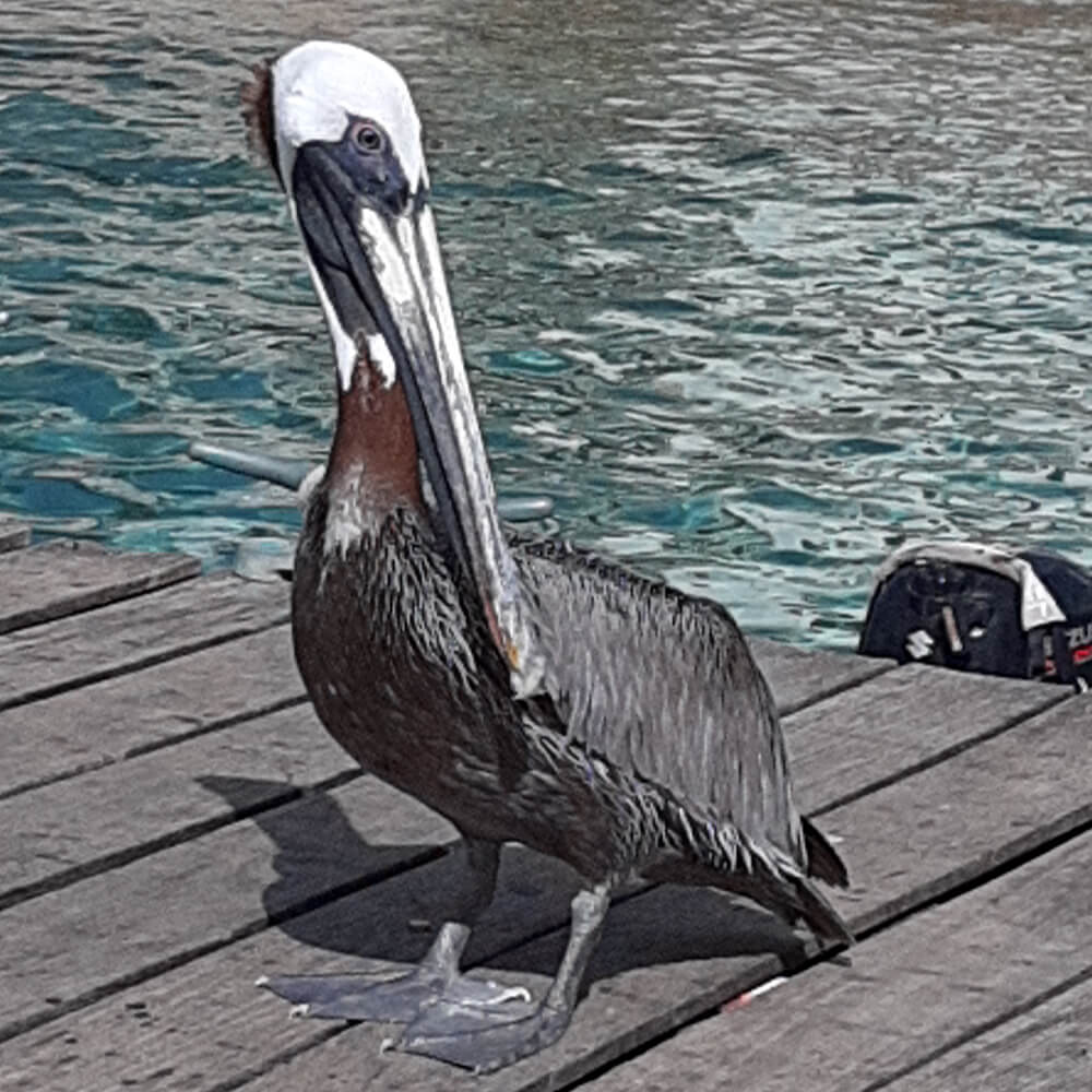 Nigel, the resident brown pelican and dockmaster mascot of Fishtales Bonaire, standing on the marina dock at Kralendijk
