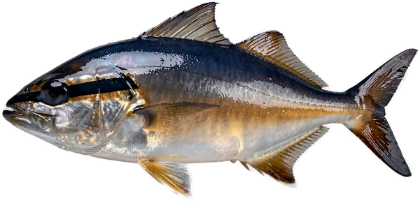 Almaco-Amberjack aus Bonaire
