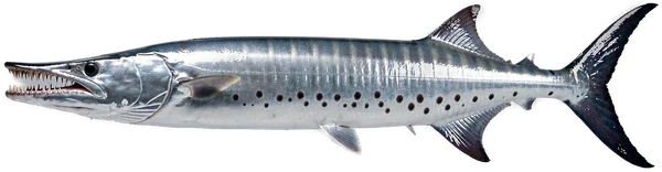 Großer Barrakuda, ein Bonaire Riff-Game-Fisch