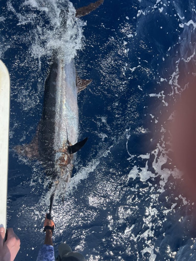 Billfish spartelt langs de boot in kolkend blauw water, leader en snuit zichtbaar van boven de reling tijdens een visreis op Bonaire
