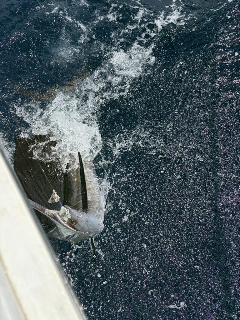 Een billfish langs de boot gehouden naast de witte romp in kolkend kobaltblauw water tijdens een sportvistocht bij Bonaire.