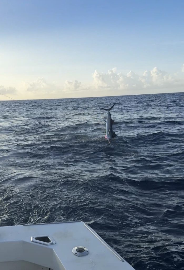 Aangeslagen billfish loopt over zijn staart en springt uit de rustige oceaan bij dageraad, gezien vanaf de achtersteven van de Fishtales-charterboot voor Bonaire
