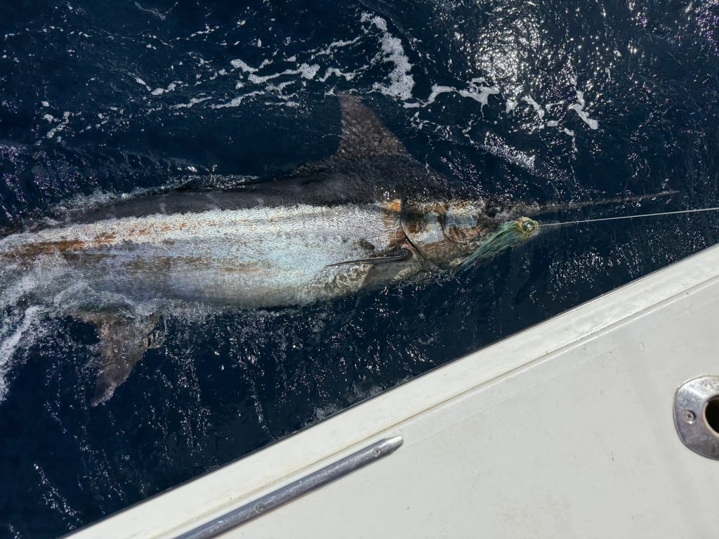Billfish met lange snuit langs de witte romp in diepblauw water met de leaderlijn tijdens een Fishtales-charter voor Bonaire
