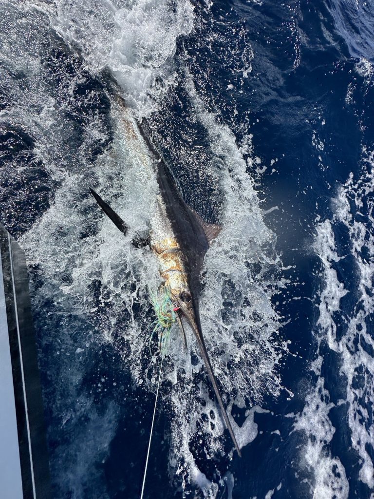 Billfish aan de leader langszij de romp in kolkend blauw water, snuit en rugvin zichtbaar, vlak voor de release tijdens een charter op Bonaire.