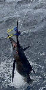 Billfish leaping with mouth open, hooked on a blue-and-yellow skirted trolling lure, in churning water off Bonaire with Fishtales.