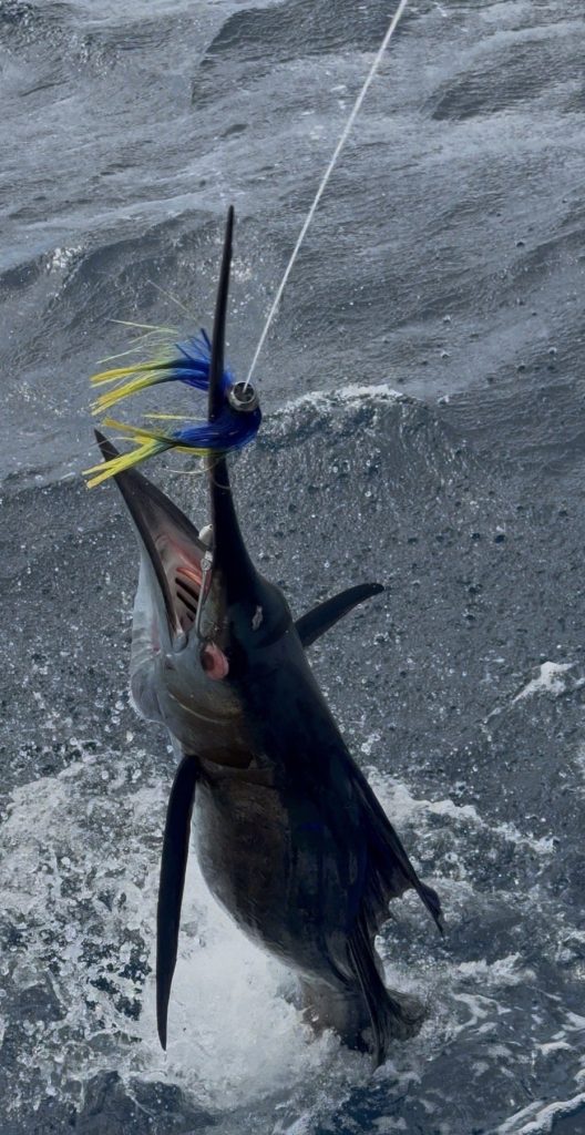 Billfish leaping with mouth open, hooked on a blue-and-yellow skirted trolling lure, in churning water off Bonaire with Fishtales.