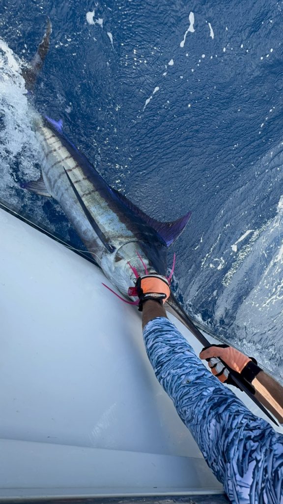 Oplichtende blauwe marlijn aan de leader boordzijds terwijl een gehandschoende bemanningsarm naar beneden reikt om hem te releasen in diepblauw water bij Bonaire.