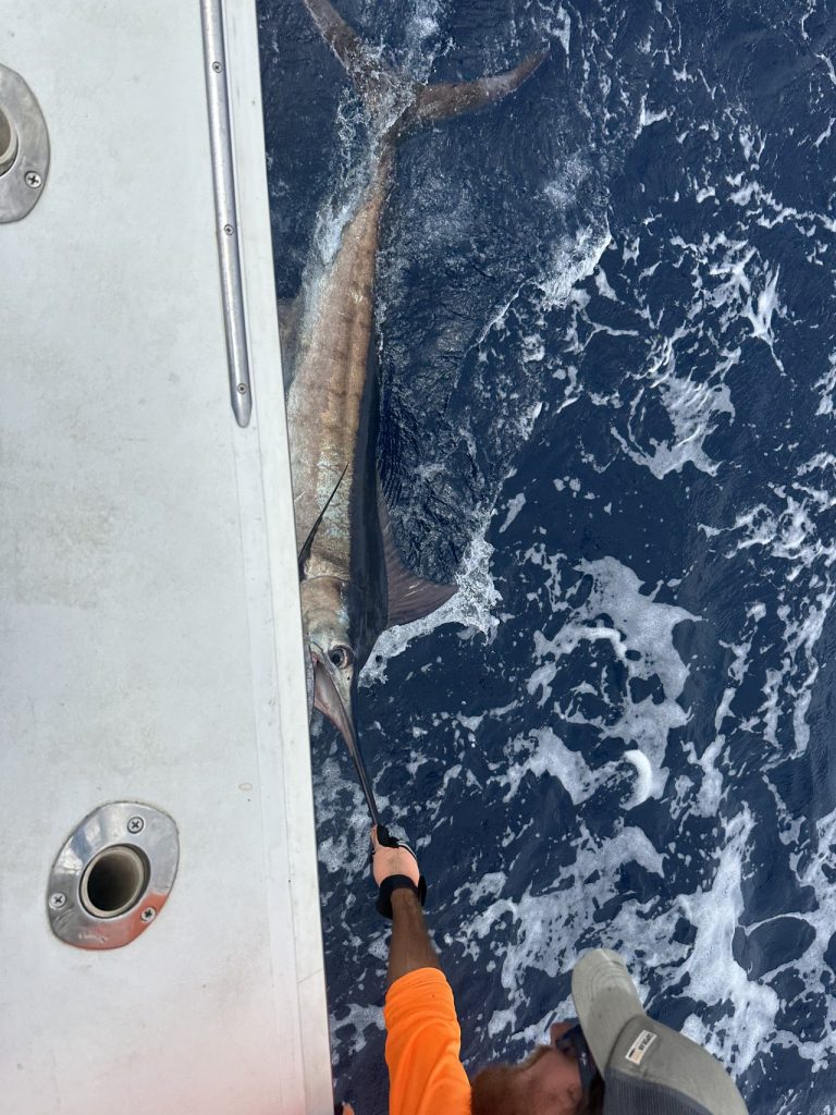 Bemanningslid in oranje shirt leadert een marlijn langs de romp in schuimend blauw water tijdens een big game fishing-charter bij Bonaire.