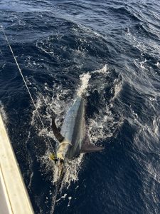 Billfish marlin on the leader alongside the Fishtales boat in deep blue Bonaire water, gold and blue flank against the white hull.