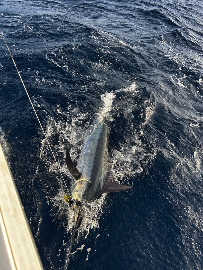 Billfish marlin on the leader alongside the Fishtales boat in deep blue Bonaire water, gold and blue flank against the white hull.