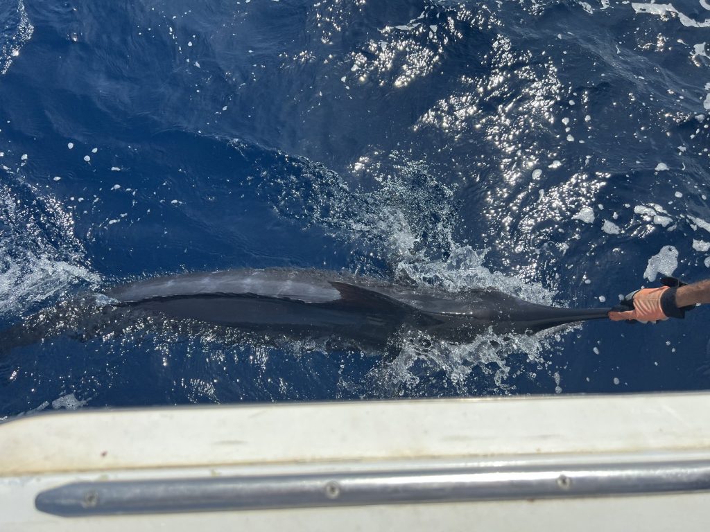 Blauwe marlijn langs de romp in diepblauw water, een gehandschoende hand grijpt de bek aan de leader tijdens een Fishtales charter voor de kust van Bonaire.