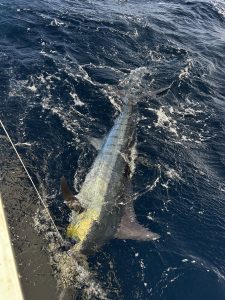 Blue marlin lit up gold and blue on the leader beside the boat in deep blue Bonaire water, moments before release.