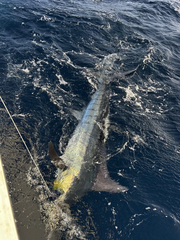 Blue marlin lit up gold and blue on the leader beside the boat in deep blue Bonaire water, moments before release.