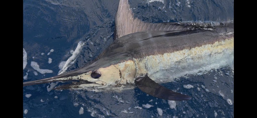 Close-up van een billfish, waarschijnlijk een blauwe marlijn, aan de leader langs de boot gehouden in kobaltblauw water voor een catch-and-release voor de kust van Bonaire.