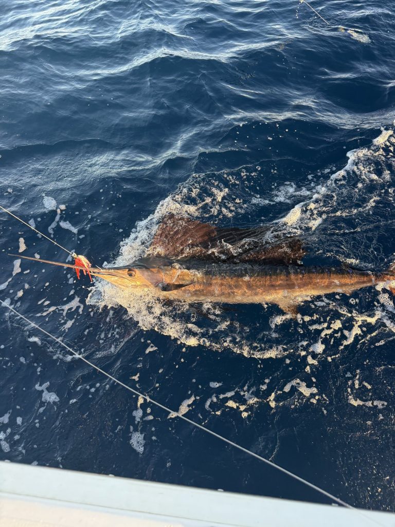 Blauwe marlijn oplichtend naast de boot aan de lijn in diep kobaltblauw water, vlak voor catch-and-release voor de kust van Bonaire.