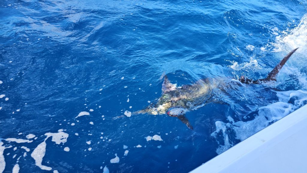 Een blauwe marlijn zwemt langs de boot in kobaltblauw water vlak voor het loslaten tijdens een Fishtales Bonaire big game fishing charter.