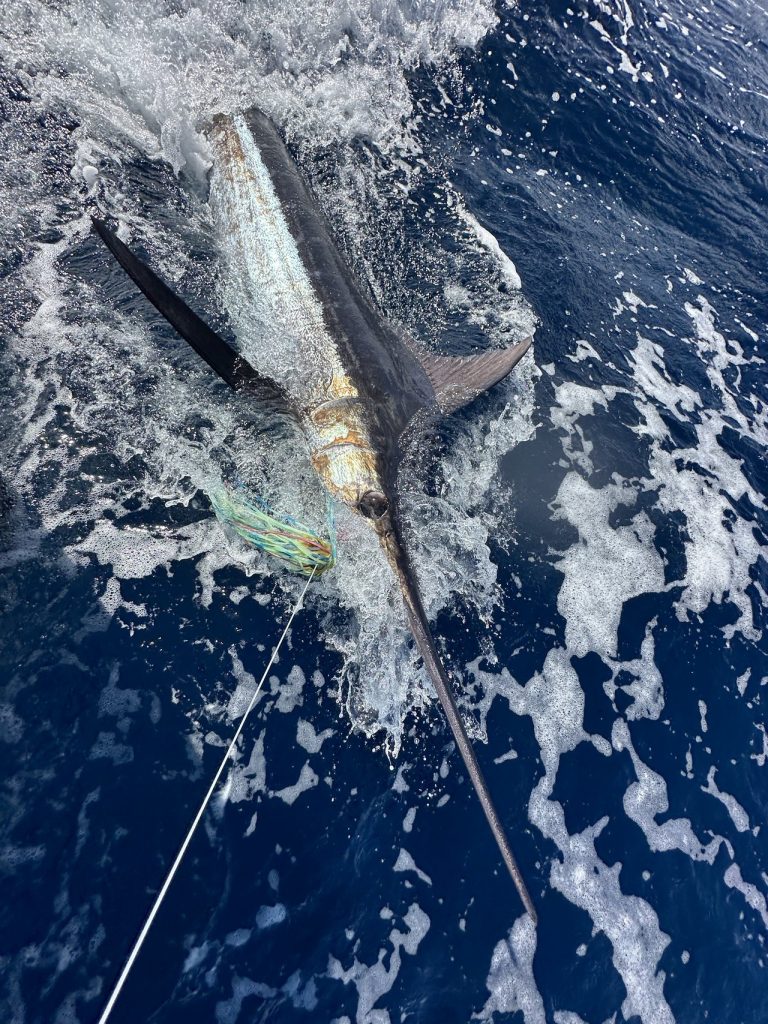 Blauwe marlijn oplichtend langszij de boot in diep kobaltblauw water, leader in de hand, vlak voor de release tijdens een Fishtales Bonaire charter.