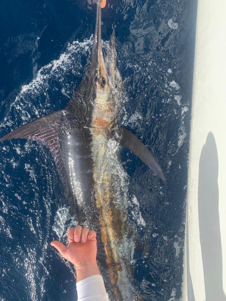 Bemanning leidt een billfish (marlijn) langs de Fishtales-boot in diepblauw kobaltwater bij Bonaire voor een catch-and-release.