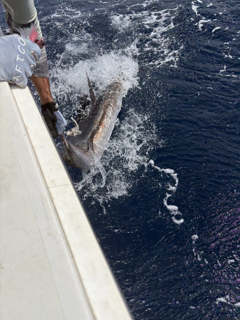 Een bemanningslid van Fishtales in een FTCC-shirt haalt een billfish naar de boot in wit kolkend water tijdens een tocht bij Bonaire.