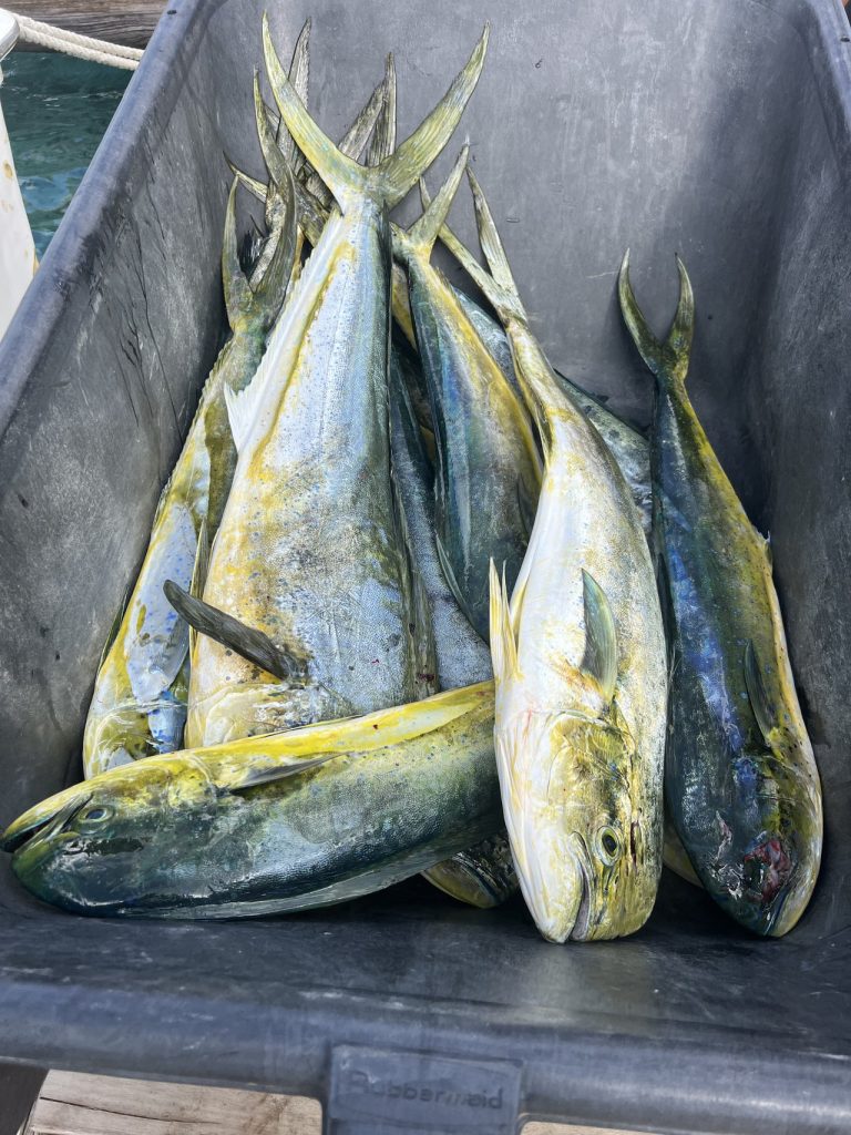 Een viskist gevuld met versgevangen goud- en groenkleurige mahi-mahi dorado na een big game fishing-charter op Bonaire.
