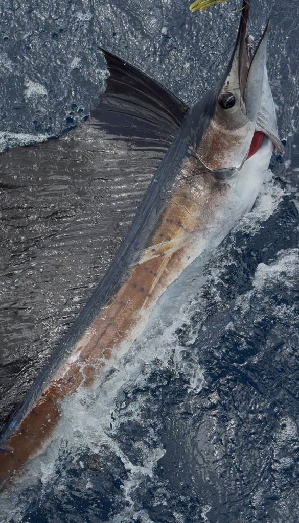 Zeilvis aan het oppervlak bij de boot toont zijn lange lijf en snuit terwijl hij is aangeslagen tijdens een visreis van Fishtales voor Bonaire