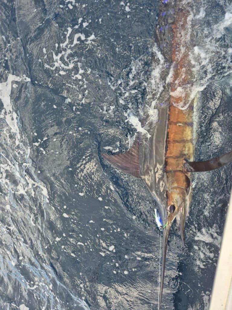 Een bovenaanzicht van een oplichtende billfish die oranje en zilver gloeit langs de boot in wit-blauw kolkend water bij Bonaire.