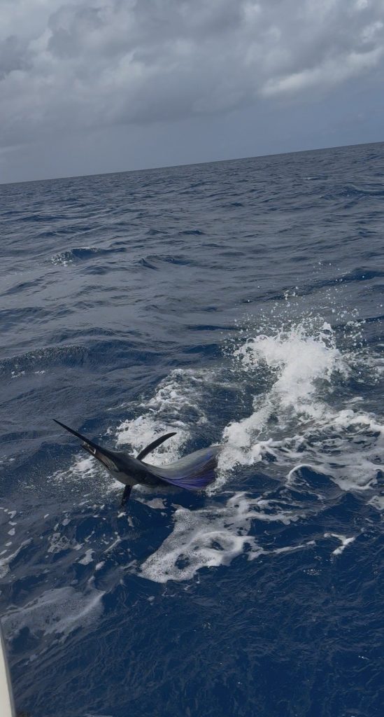 Zeilvis licht paarsblauw op met opgezette rugvin en scheert over het wateroppervlak naast de boot tijdens een visreis op Bonaire