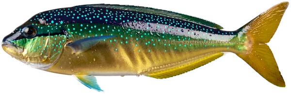 Mahi-mahi / dorado (Coryphaena hippurus), Bonaire big-game fishing