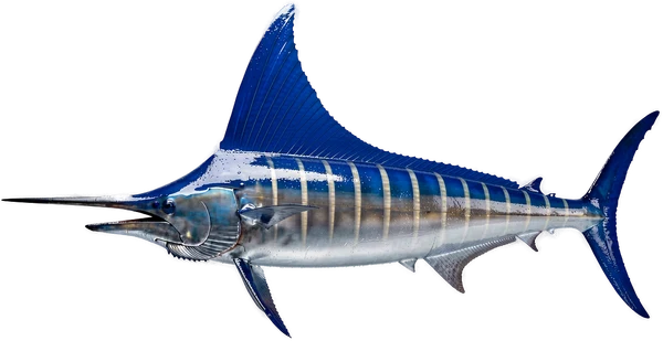 Blue marlin, Bonaire big game fish