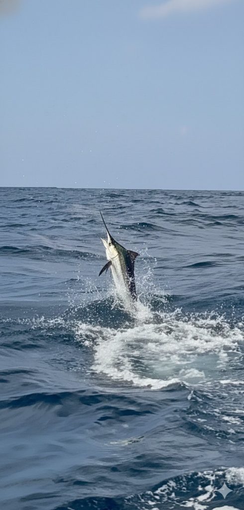 Billfish-marlijn volledig uit het water en greyhoundend over de open zee voor Bonaire, met een grote witte plons.