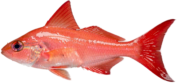 Queen snapper (Etelis oculatus), Bonaire deep-drop fishing
