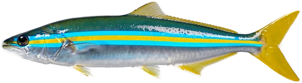 Rainbow Runner, Bonaire Offshore-Game-Fisch