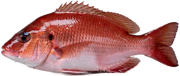 Caribbean red snapper caught in Bonaire