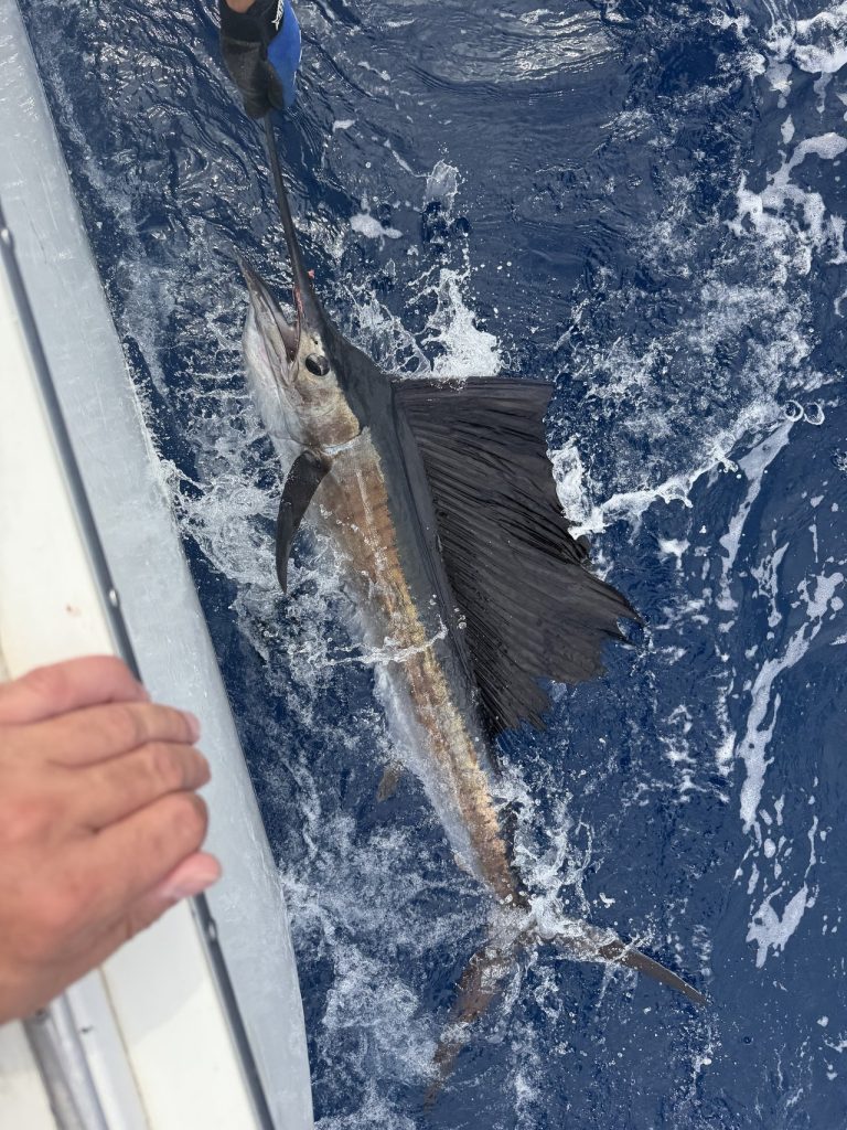 Een zeilvis langs de romp gehouden in diepblauw water, zeilvin en zwaard zichtbaar, vlak voor de release bij Bonaire.