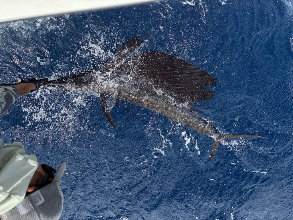 Een Atlantische zeilvis langs de boot gehouden met gevouwen rugvin terwijl een bemanningslid over de reling reikt tijdens een tocht bij Bonaire.