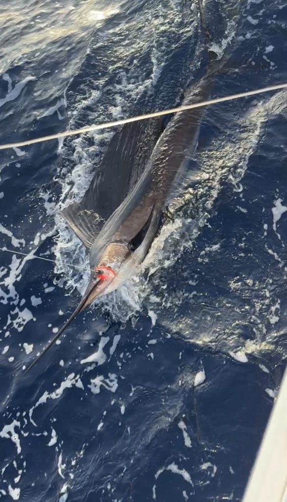 Zeilvis langs de boot in kobaltblauw water, snuit en leaderlijn zichtbaar, tijdens een big game fishing-charter van Fishtales voor Bonaire