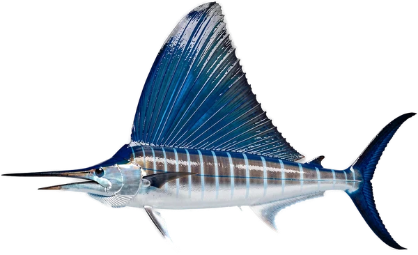 Sailfish, Bonaire game fish