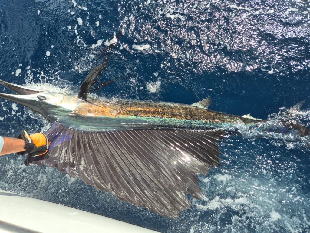 Een zeilvis licht helder op met volledig uitgewaaierde rugvin terwijl een gehandschoende hand de snuit vasthoudt langs de boot voor Bonaire