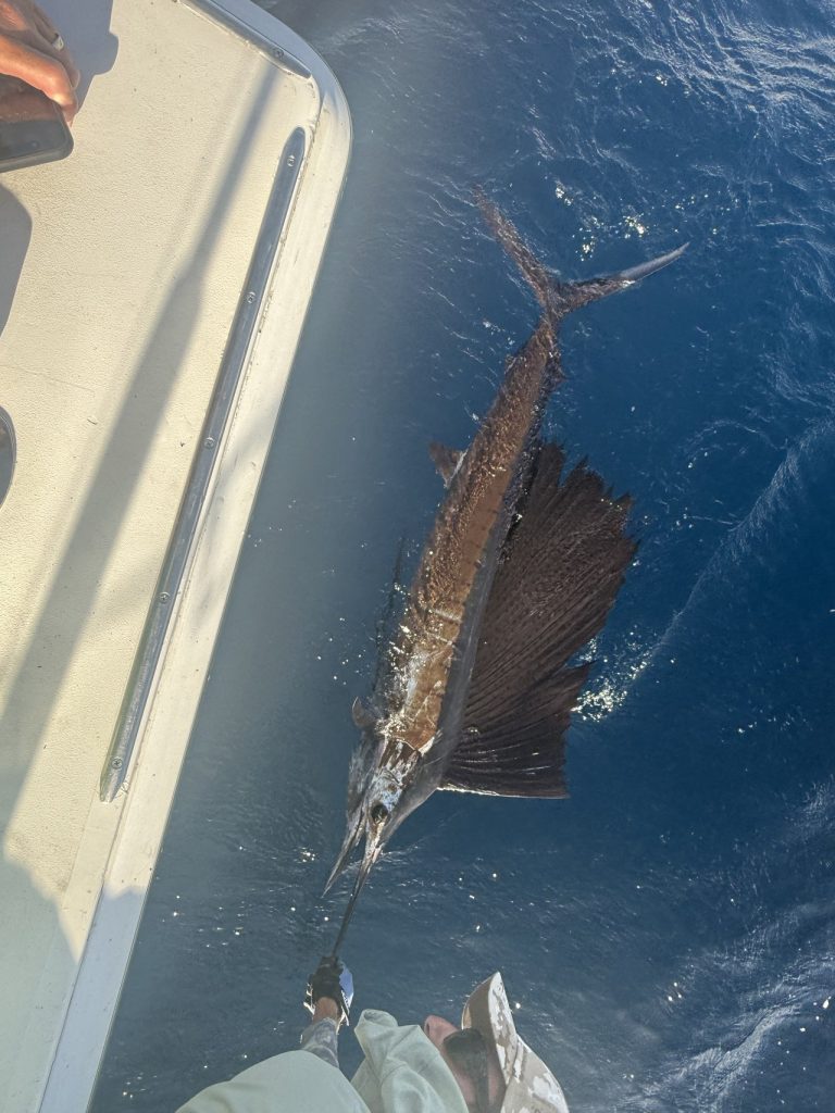 Een zeilvis aan de leader langs de romp, zeil en staart zichtbaar in diepblauw open water tijdens een Bonaire-visserijcharter.