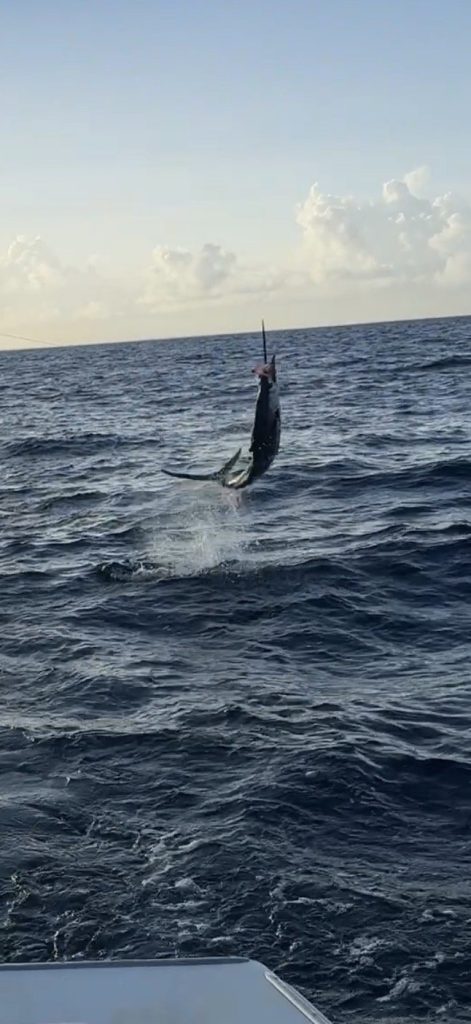 Zeilvis springt verticaal uit de diepblauwe oceaan met opspattend water naast de Fishtales-charterboot voor Bonaire, Nederlandse Cariben
