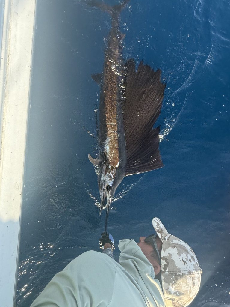 Visser met camopet buigt over de gunwale om een zeilvis te releasen met de zeilvin uitgewaaierd in diepblauw water voor Bonaire.