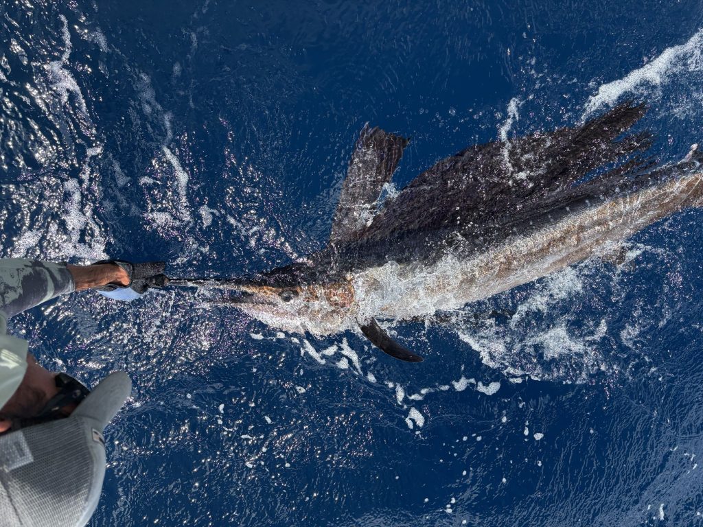 Een zeilvis met opgezette zeilvin wordt langs de boot gehouden voor de release terwijl de arm van een bemanningslid in het blauwe water reikt bij Bonaire.