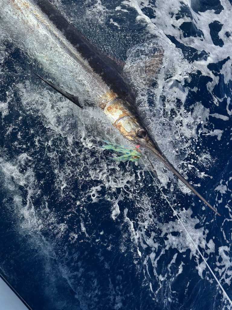 A billfish with long bill leadered boatside in deep cobalt-blue Caribbean water, lure visible, during a Bonaire charter.
