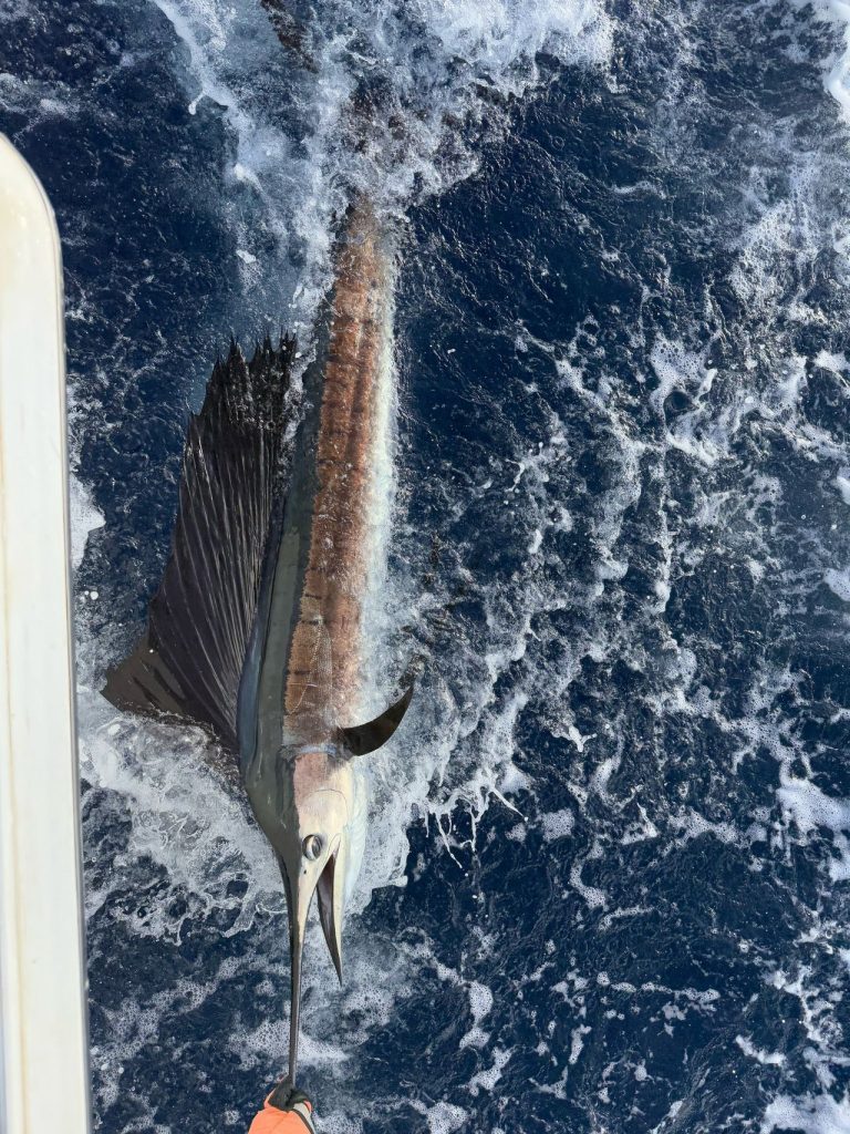 Een bovenaanzicht van een zeilvis langs de boot met gevouwen zeilvin, klaar voor de release in het blauwe water bij Bonaire.