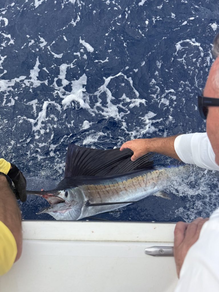 Bemanning hanteert een zeilvis met opgerichte rugvin langs de boot in schuimend kobaltblauw water tijdens een release bij Bonaire.