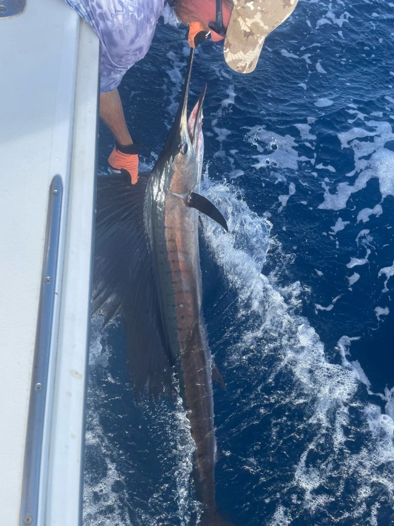 Bemanningslid met oranje handschoenen leidt een zeilvis langs de boot in diepblauw water bij Bonaire voor een catch-and-release.