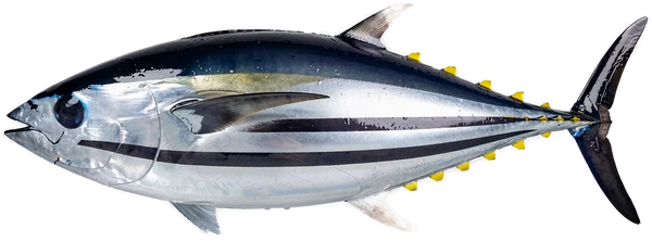 Echter Bonito (Katsuwonus pelamis), Bonaire Light-Tackle-Angeln