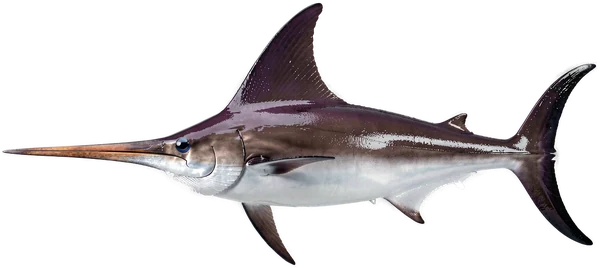Swordfish (Xiphias gladius), Bonaire big-game fishing