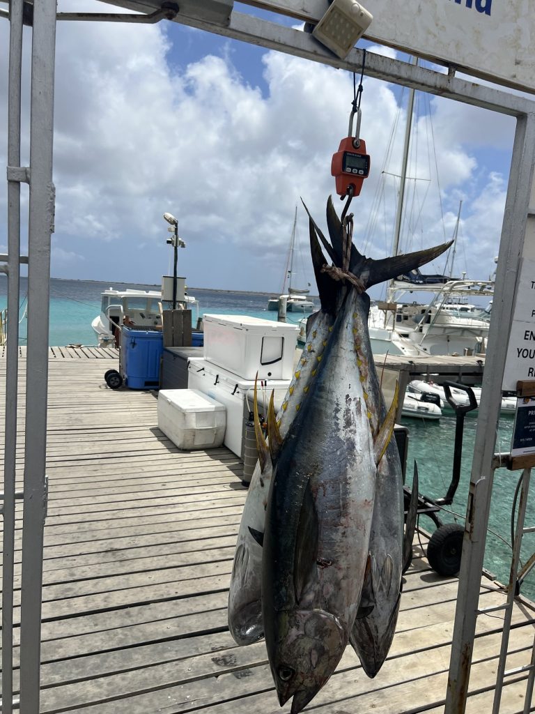 Geelvintonijn en een wahoo hangen aan een weegschaal op de steiger bij Nautico Marina met boten en turquoise water op de achtergrond.