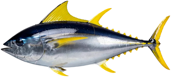 Yellowfin tuna, Bonaire big game fish